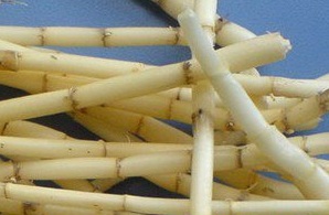 白茅根對(duì)病毒性肝炎治療作用嗎