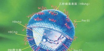 乙肝五項(xiàng)245陽(yáng)性是怎么情況