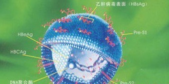 乙肝小三陽(yáng)轉(zhuǎn)氨酶高怎么辦