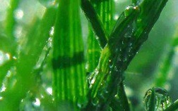 谷丙轉(zhuǎn)氨酶高怎么辦