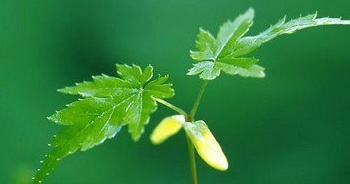 乙肝治療的時期什么時候