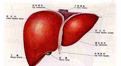丙肝病人如何正確與家人相處