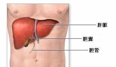 得了乙肝應該怎么辦
