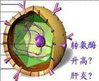 出現(xiàn)谷丙轉(zhuǎn)氨酶偏高的原因