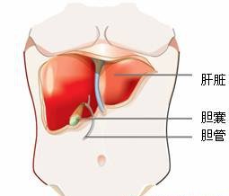 乙肝病毒攜帶者肝區(qū)不適是什么原因