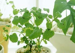 乙肝大三陽反復(fù)發(fā)作的原因
