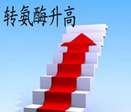 轉(zhuǎn)氨酶高應(yīng)該怎么辦